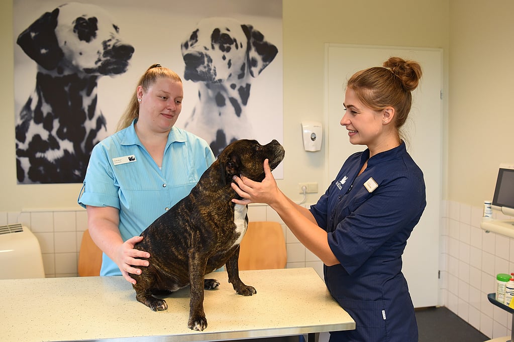 Een persoon die een hond vasthoudt.